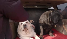 配狗视频,跟随镜头，见证狗狗们的欢乐时光